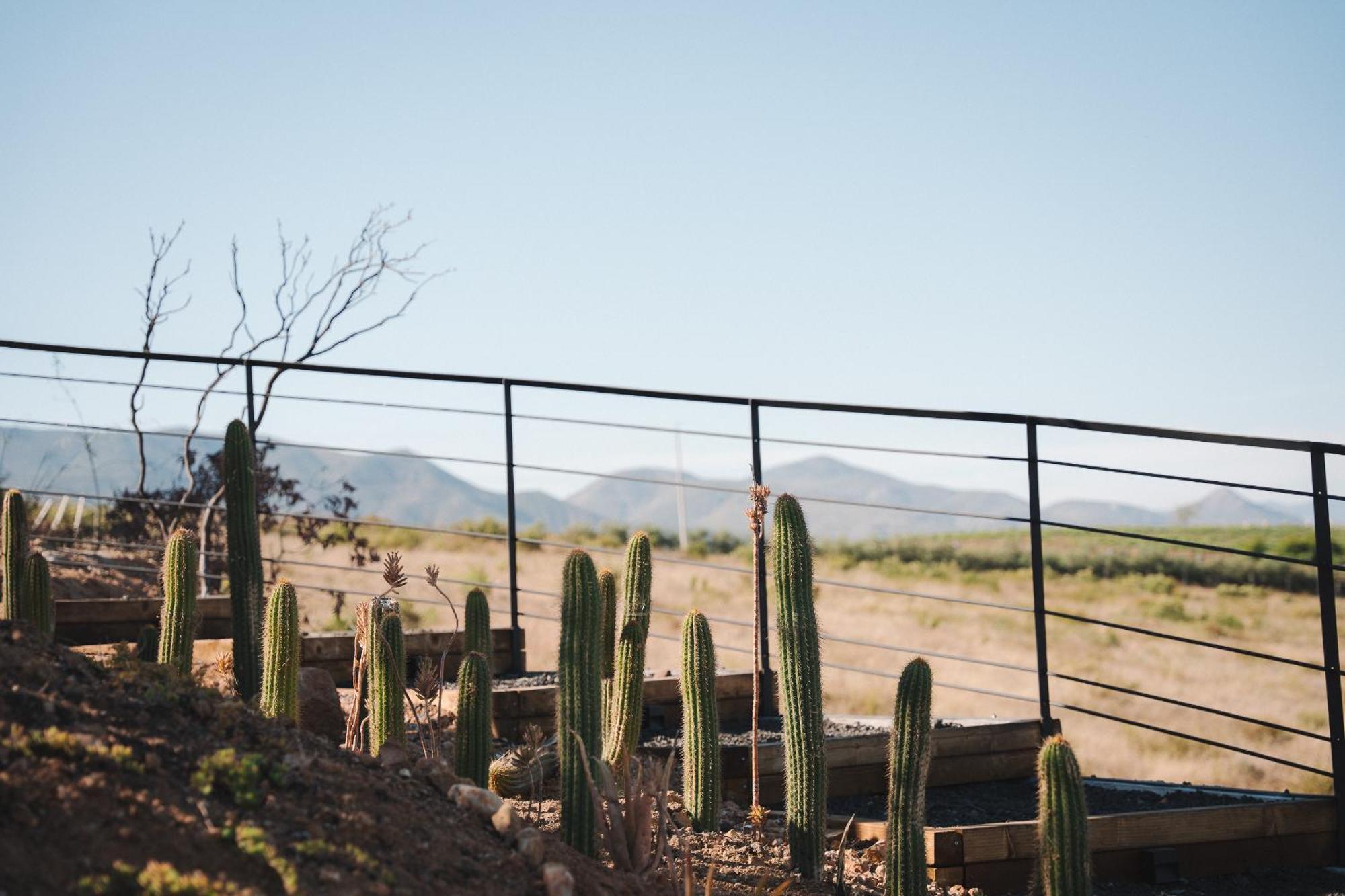 Bajo Estrellas Hotel Contemporaneo Valle de Guadalupe Kültér fotó